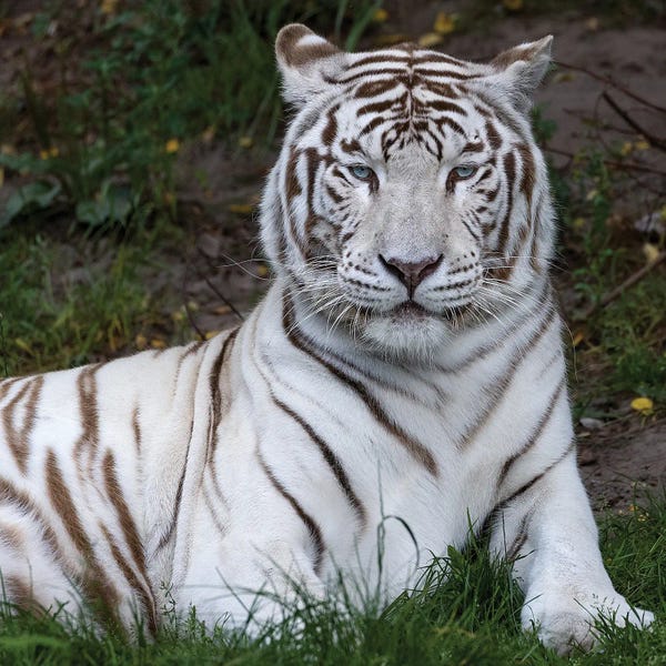 White Tiger II