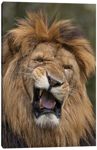 Lion - Funny Face II Canvas Art Print - Photogenic Animals