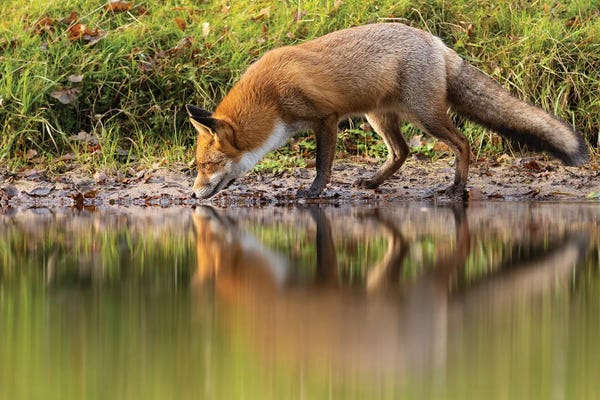 Foxes: Fox - Reflection by Patrick van Bakkum