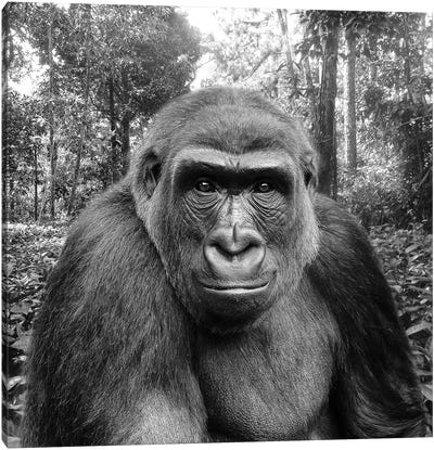 Gorilla - Look Into The Lens Canvas Art Print - Gorilla Art