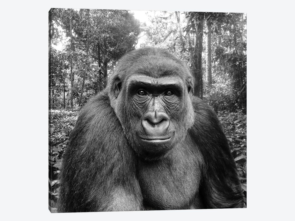 Gorilla - Look Into The Lens by Patrick van Bakkum 1-piece Canvas Print