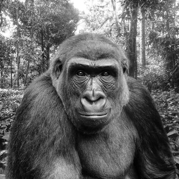 Gorillas: Gorilla - Look Into The Lens by Patrick van Bakkum