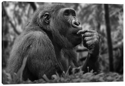 Gorilla - Overthinking Canvas Art Print - Photogenic Animals