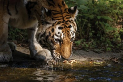 Tiger - Drinking by Patrick van Bakkum gallery poster