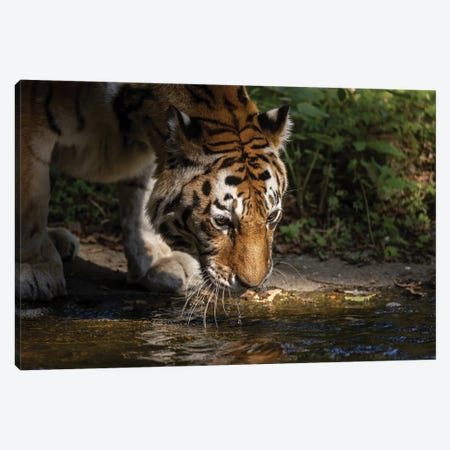 Tiger - Drinking Canvas Print #PBK35} by Patrick van Bakkum Art Print