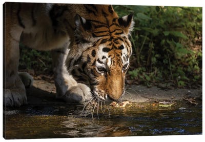 Tiger - Drinking Canvas Art Print - Patrick van Bakkum