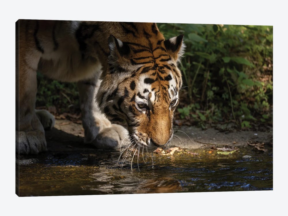 Tiger - Drinking by Patrick van Bakkum 1-piece Art Print