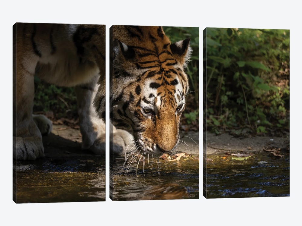 Tiger - Drinking by Patrick van Bakkum 3-piece Art Print