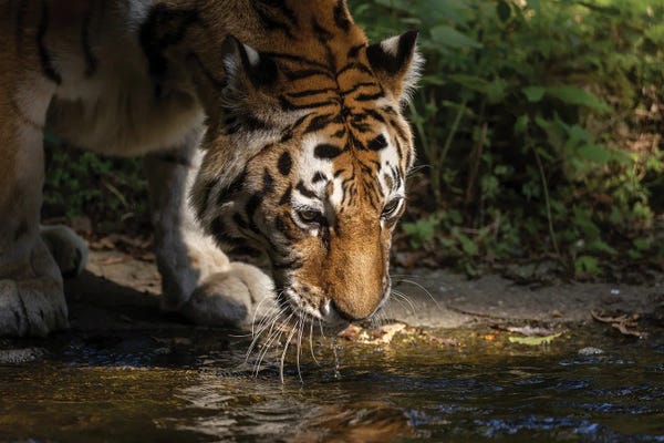 Tiger - Drinking