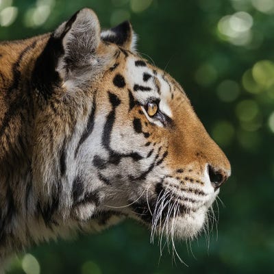 Tiger - Looking For Something by Patrick van Bakkum gallery poster