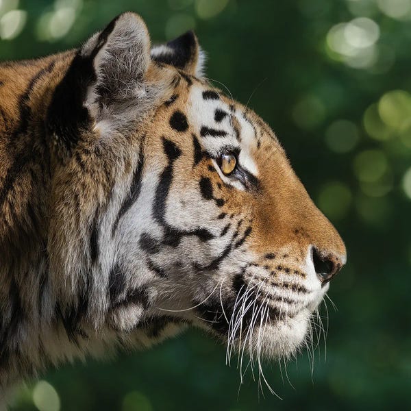 Tiger - Looking For Something