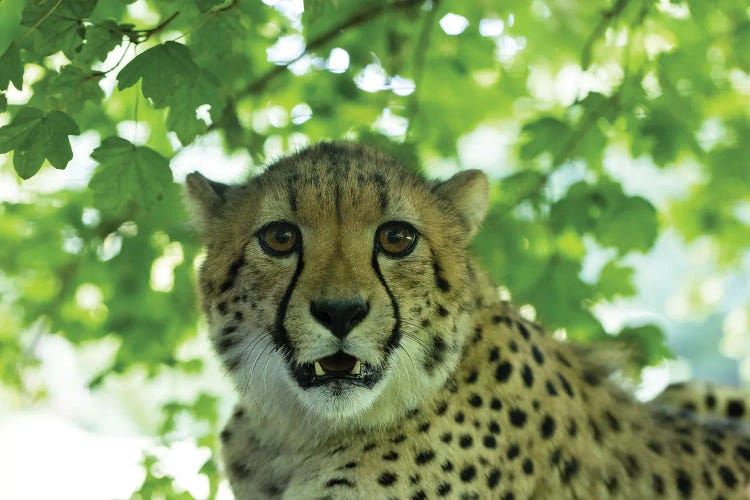 Cheetah - Young by Patrick van Bakkum wall art