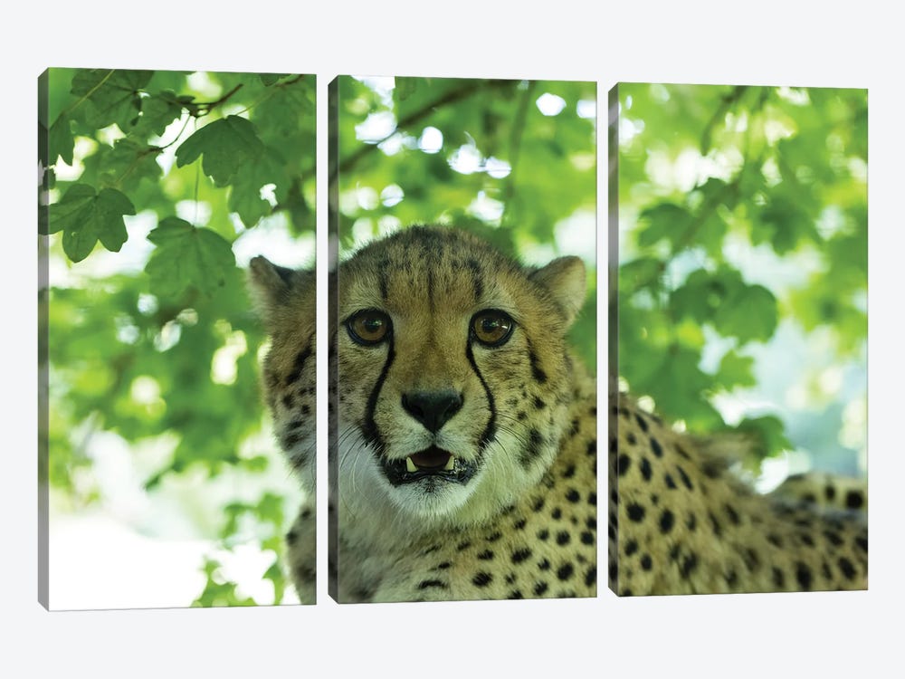 Cheetah - Young by Patrick van Bakkum 3-piece Art Print