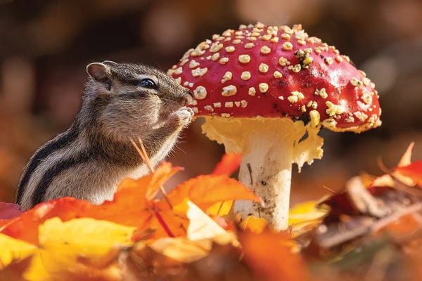 Mushrooms: Ground Squirrel by Patrick van Bakkum