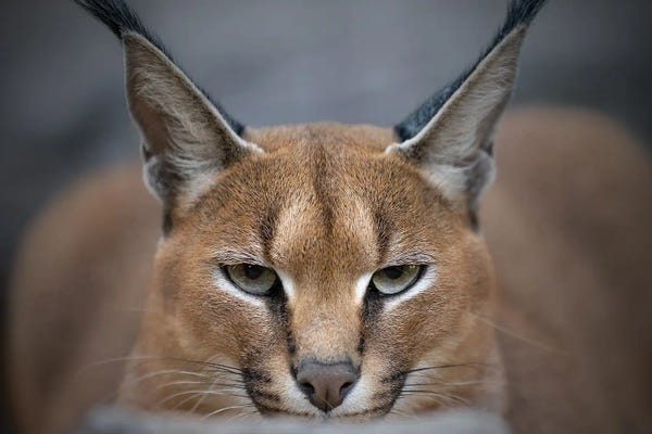 Lynx: Intense Eyes by Patrick van Bakkum