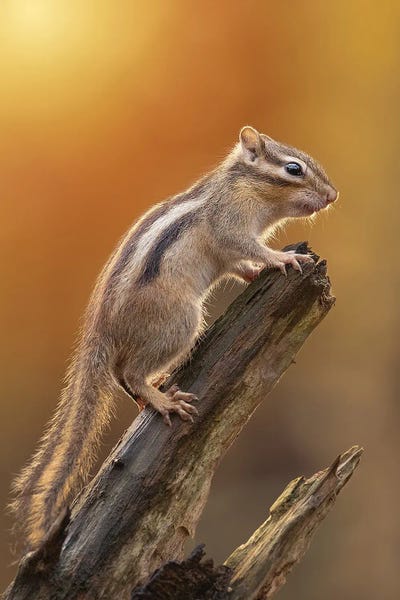 Squirrels: On The Lookout by Patrick van Bakkum