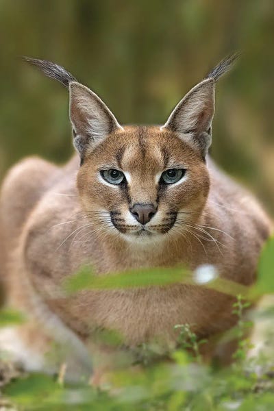 Lynx: Caracal by Patrick van Bakkum