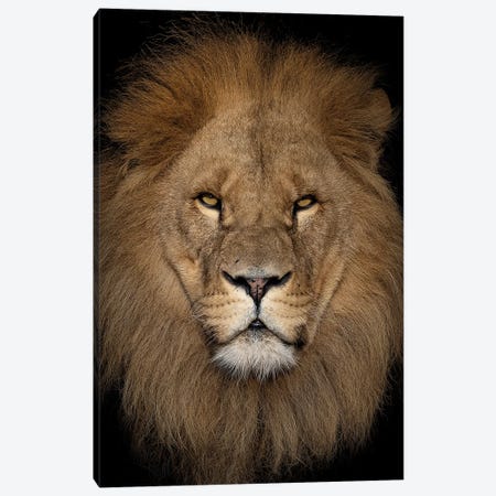 Lion - Close Up II Canvas Print #PBK41} by Patrick van Bakkum Canvas Print