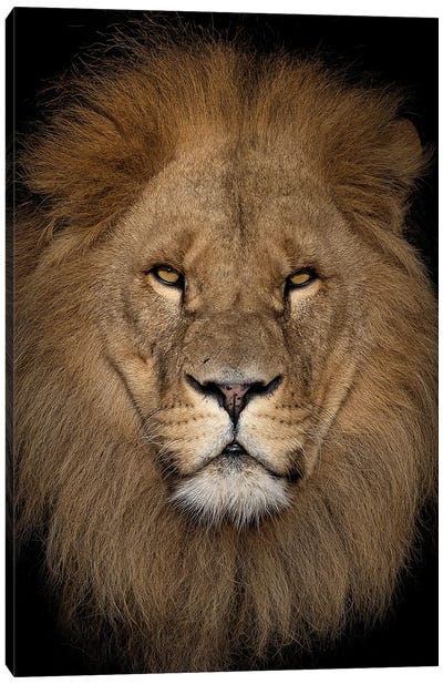 Lion - Close Up II Canvas Art Print - Patrick van Bakkum