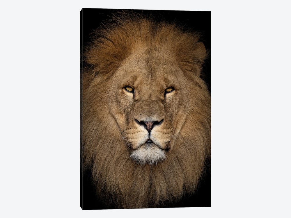 Lion - Close Up II by Patrick van Bakkum 1-piece Canvas Artwork