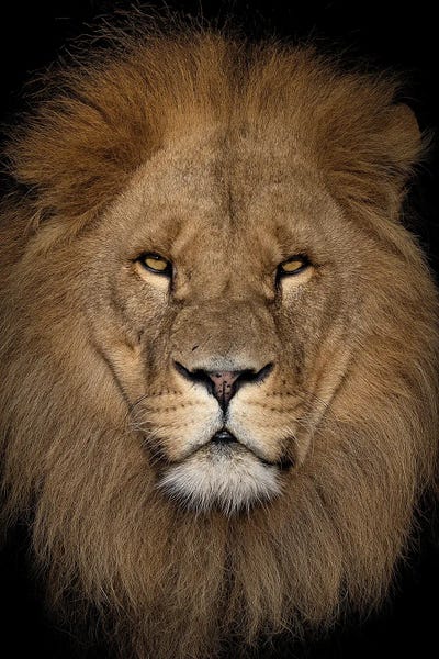 Lion - Close Up II