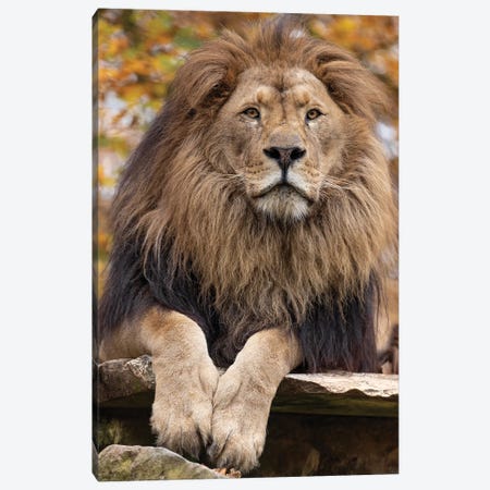 Lion - On The Lookout Canvas Print #PBK42} by Patrick van Bakkum Canvas Art Print