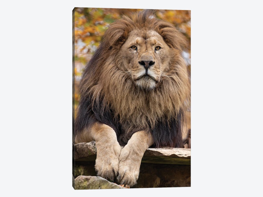 Lion - On The Lookout by Patrick van Bakkum 1-piece Art Print