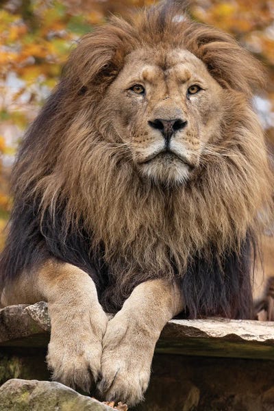 Lion - On The Lookout