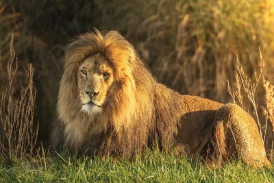 Lion - In The Sunset by Patrick van Bakkum gallery poster