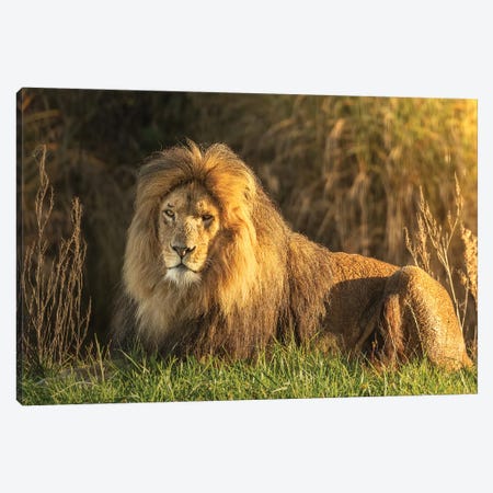 Lion - In The Sunset Canvas Print #PBK43} by Patrick van Bakkum Canvas Print