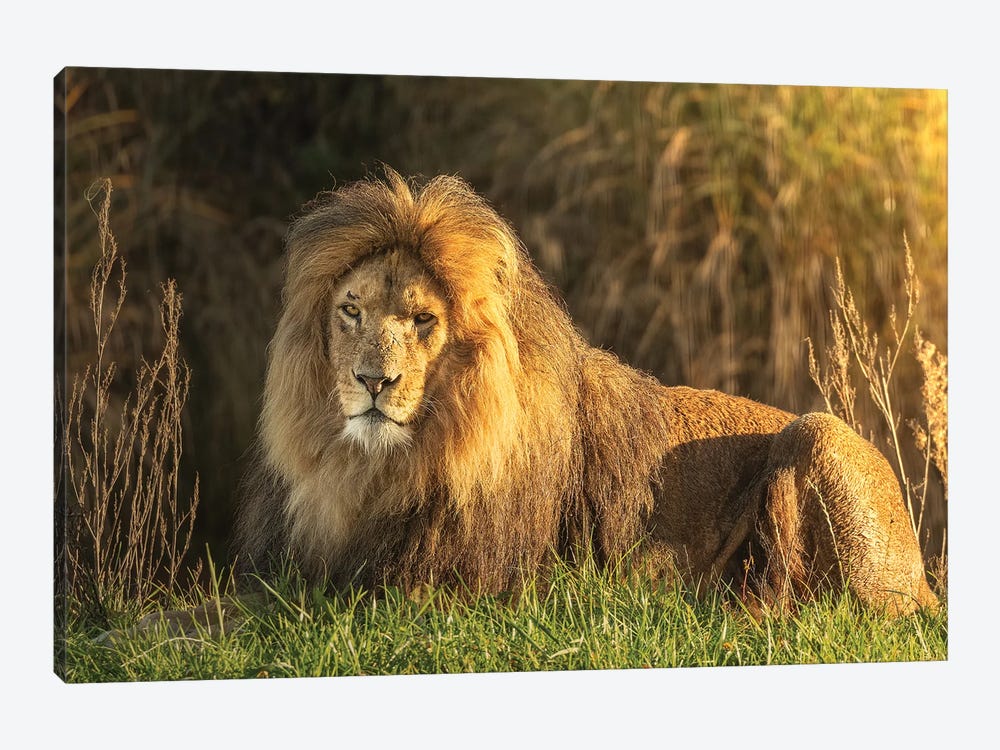 Lion - In The Sunset by Patrick van Bakkum 1-piece Canvas Wall Art