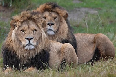 Lion - Two Brothers by Patrick van Bakkum canvas print