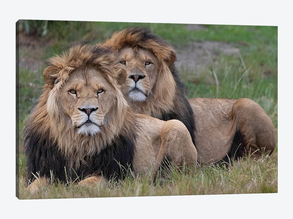 Lion - Two Brothers by Patrick van Bakkum 1-piece Canvas Art