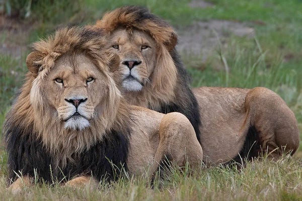 Lion - Two Brothers