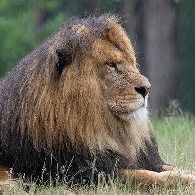 Lion - In The Rain by Patrick van Bakkum canvas print