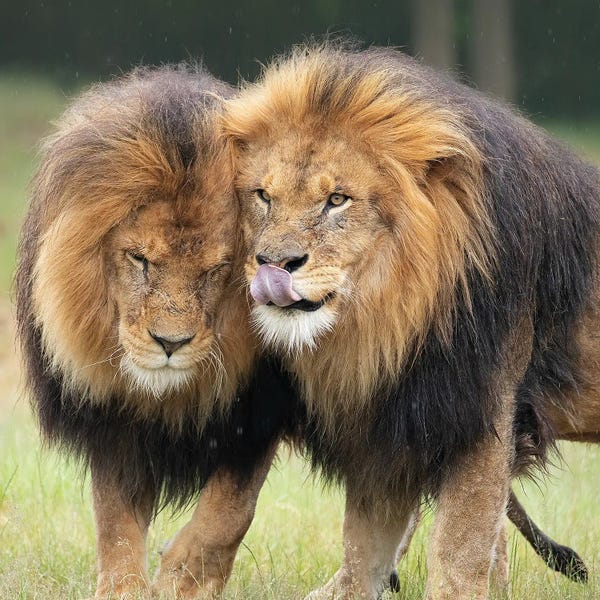 Lion - Brother Love