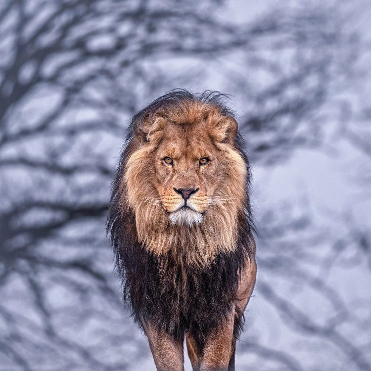 Lion - Blue Hour
