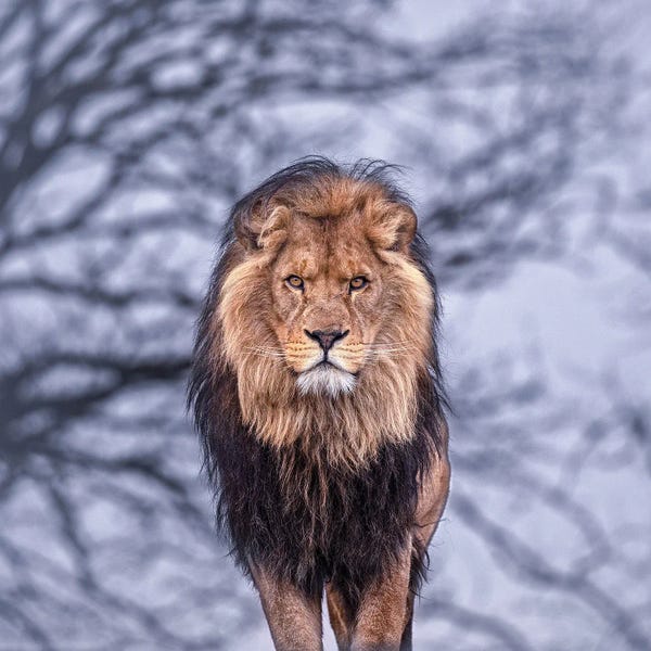 Patrick van Bakkum: Lion - Blue Hour by Patrick van Bakkum