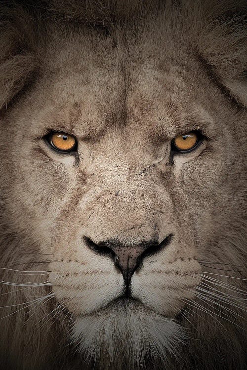 Lion - Mean Eyes