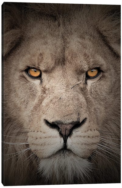 Lion - Mean Eyes Canvas Art Print - Patrick van Bakkum