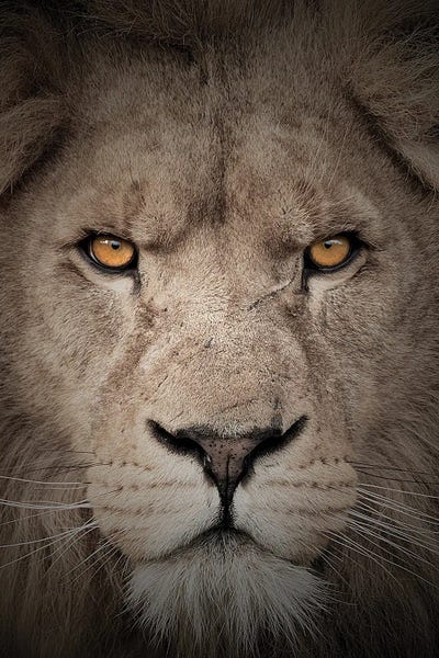 Lions: Lion - Mean Eyes by Patrick van Bakkum
