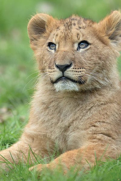 African Lion Cub by Patrick van Bakkum gallery poster