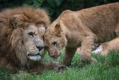 Father And Son by Patrick van Bakkum canvas print