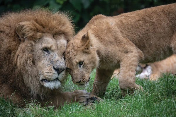 Father And Son