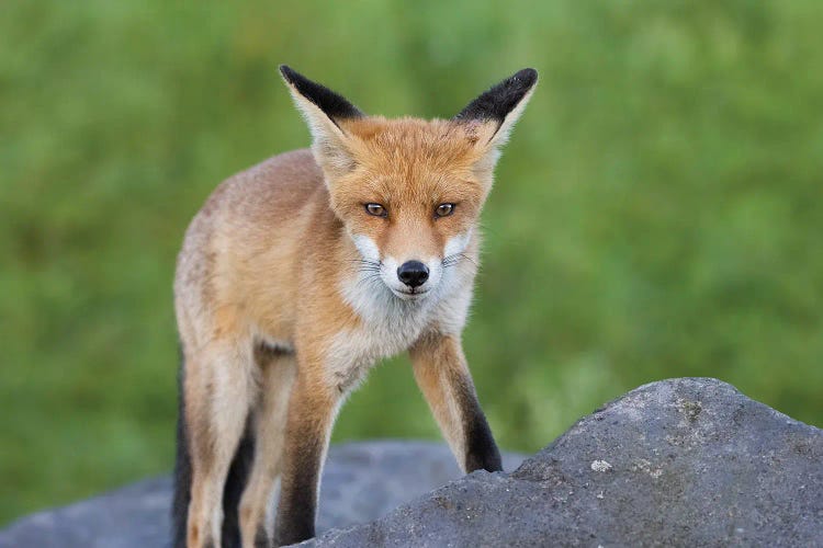 Fox On The Rocks by Patrick van Bakkum wall art