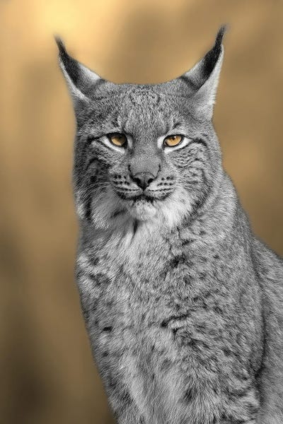 Lynx: Caracal - Eyes by Patrick van Bakkum