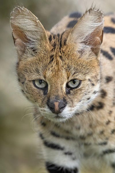 Lynx: Serval by Patrick van Bakkum