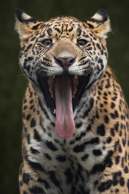 Jaguar Fun Face by Patrick van Bakkum wall art