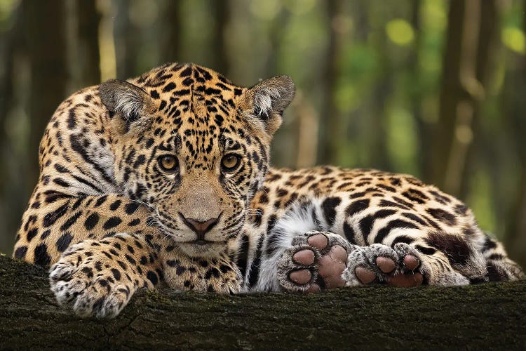 Jaguar - Relaxed by Patrick van Bakkum wall art