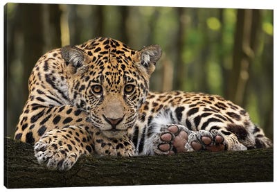 Jaguar - Relaxed Canvas Art Print - Patrick van Bakkum